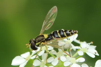 <i>Sphaerophoria</i>
