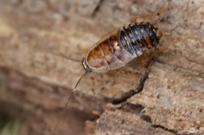 <i>Ectobius lucidus</i>