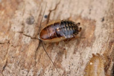 <i>Ectobius lucidus</i>