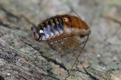 <i>Ectobius lucidus</i>
