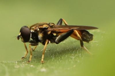 <i>Xylota segnis</i>