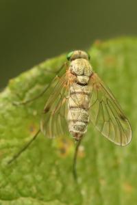 <i>Chrysopilus asiliformis</i>