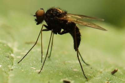 <i>Chrysopilus cristatus</i>