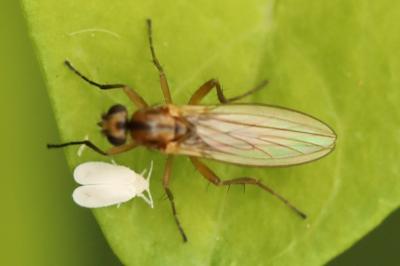 <i>Lonchoptera</i>