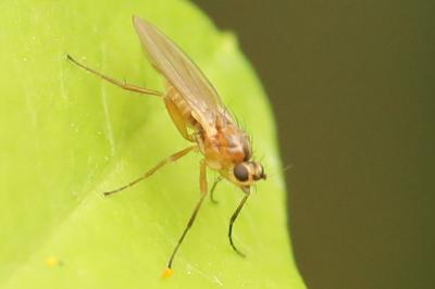 <i>Lonchoptera</i>