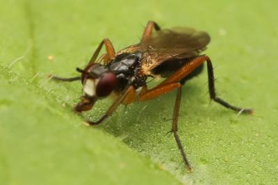 <i>Cordilura albilabris</i>