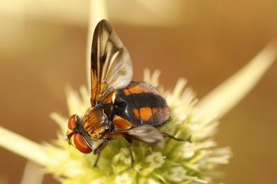 <i>Ectophasia crassipennis</i>