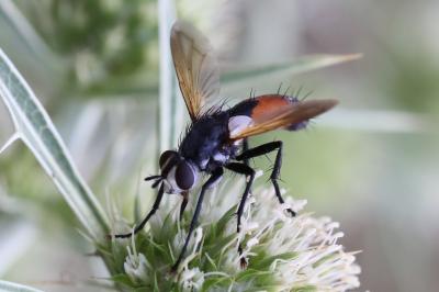 <i>Cylindromyia brassicaria</i>
