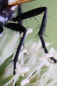 <i>Cylindromyia brassicaria</i>