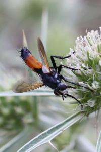 <i>Cylindromyia brassicaria</i>