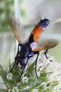 <i>Cylindromyia brassicaria</i>