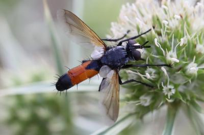 <i>Cylindromyia brassicaria</i>