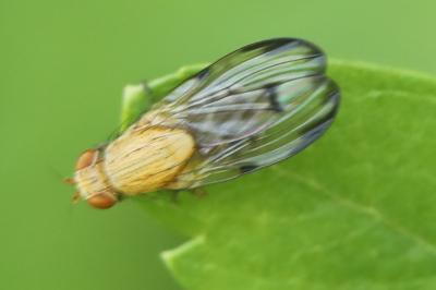 <i>Minettia inusta</i>