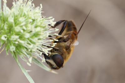 <i>Eristalis tenax</i>