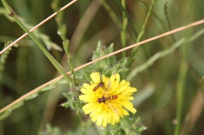 <i>Episyrphus balteatus</i>