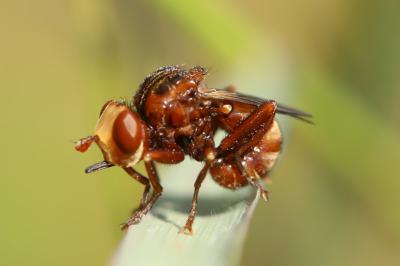 <i>Sicus ferrugineus</i>