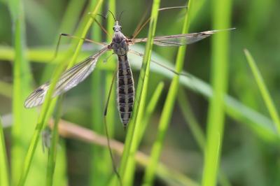 <i>Tipula lateralis</i>