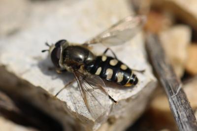 <i>Eupeodes luniger</i>