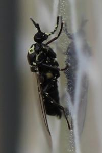 <i>Scatopse notata</i>