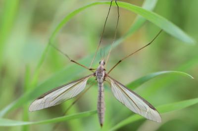 <i>Tipula paludosa</i>