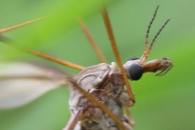 <i>Tipula paludosa</i>