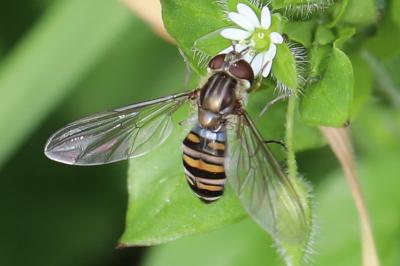 <i>Episyrphus balteatus</i>