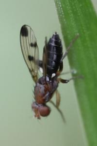 <i>Geomyza tripunctata</i>