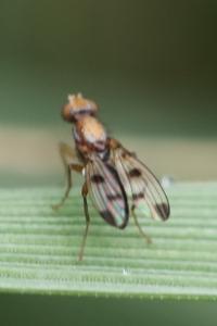 <i>Geomyza tripunctata</i>