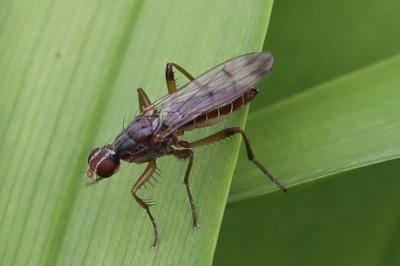 <i>Norellia spinipes</i>
