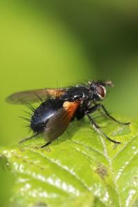 <i>Zophomyia temula</i>