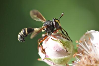 <i>Physocephala rufipes</i>