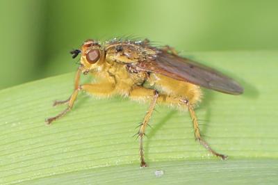 Scathophaga stercoraria