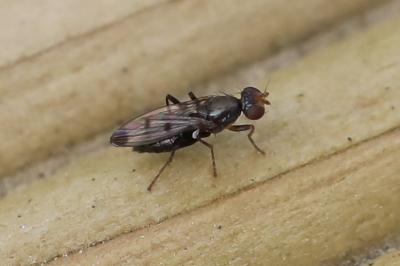 <i>Geomyza tripunctata</i>