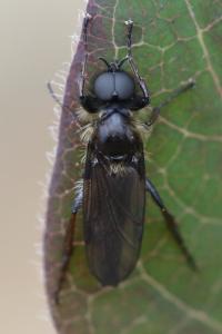 <i>Bibio lanigerus</i>