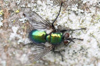 <i>Gymnocheta viridis</i>