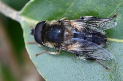 Eristalis pertinax