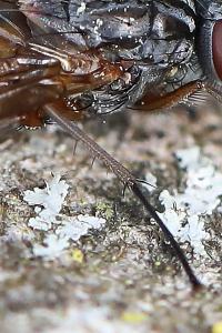 <i>Phaonia</i>