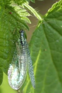 <i>Chrysopa perla</i>