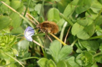 <i>Bombylius</i>