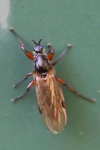 <i>Bibio lanigerus</i>