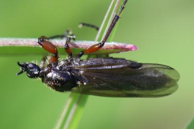 Bibio lanigerus
