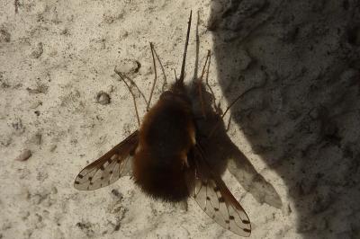<i>Bombylius discolor</i>