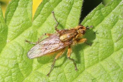 <i>Scathophaga stercoraria</i>