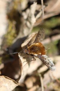 <i>Bombylius discolor</i>