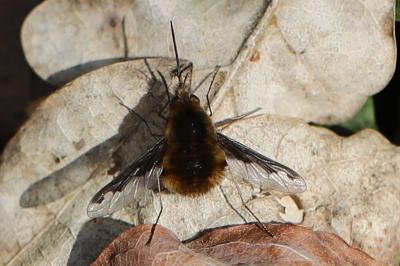 Bombylius major