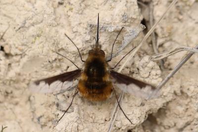 <i>Bombylius major</i>