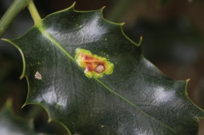 <i>Phytomyza ilicis</i>