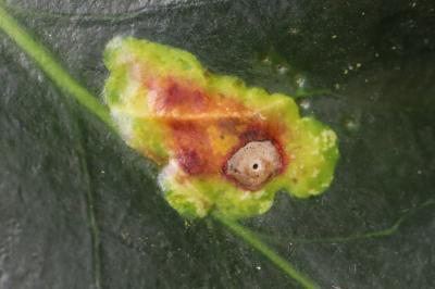 <i>Phytomyza ilicis</i>