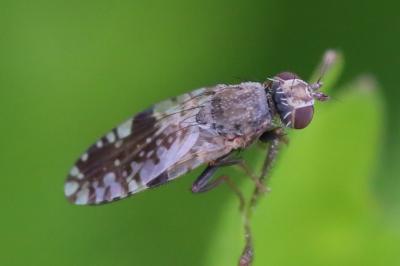 <i>Tephritis neesii</i>