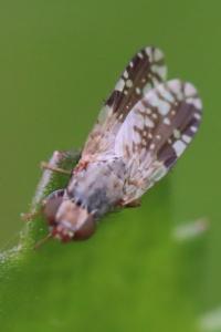 <i>Tephritis neesii</i>